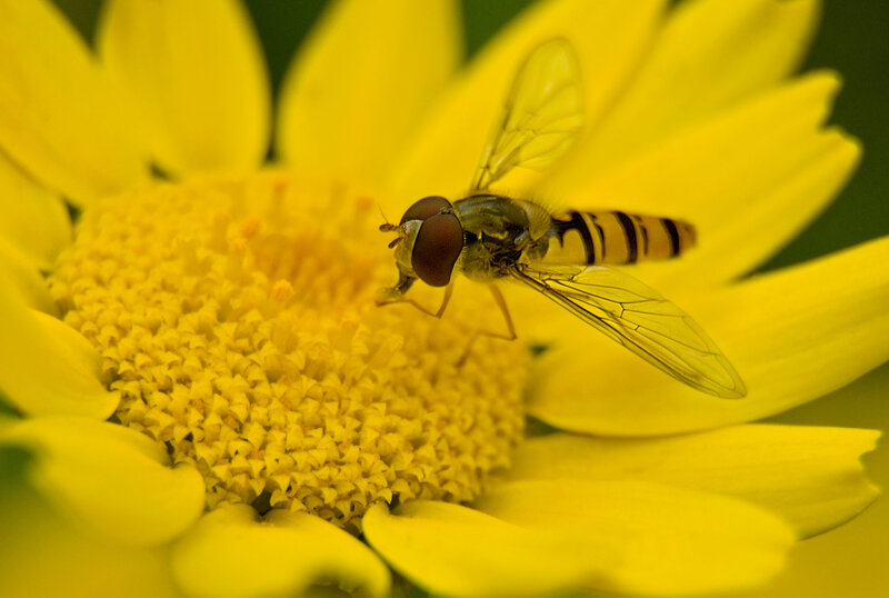 Hoverfly on a yellow daisy